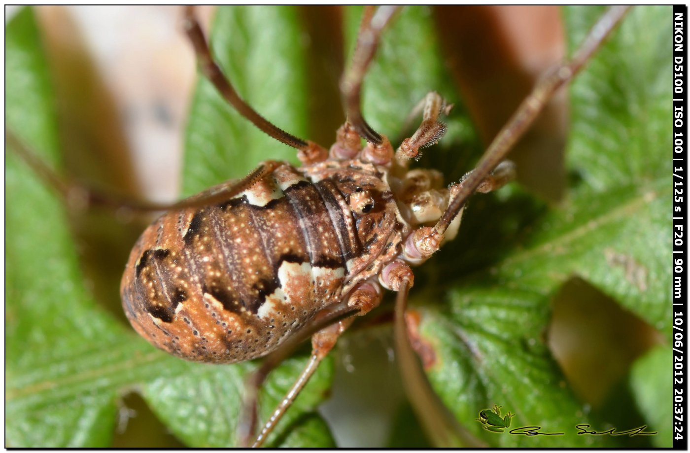 Dasylobus argentatus da Villanova Monteleone No 173